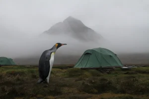 A solitary king penguin stands on wet grassy moor beside green camping tents with a mist-shrouded mountain looming in the foggy background.