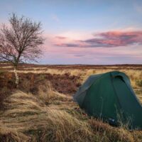 Small dark green tent pitched among tall golden grasses on a windswept moor beside a solitary birch tree under a pink and purple sunset sky.