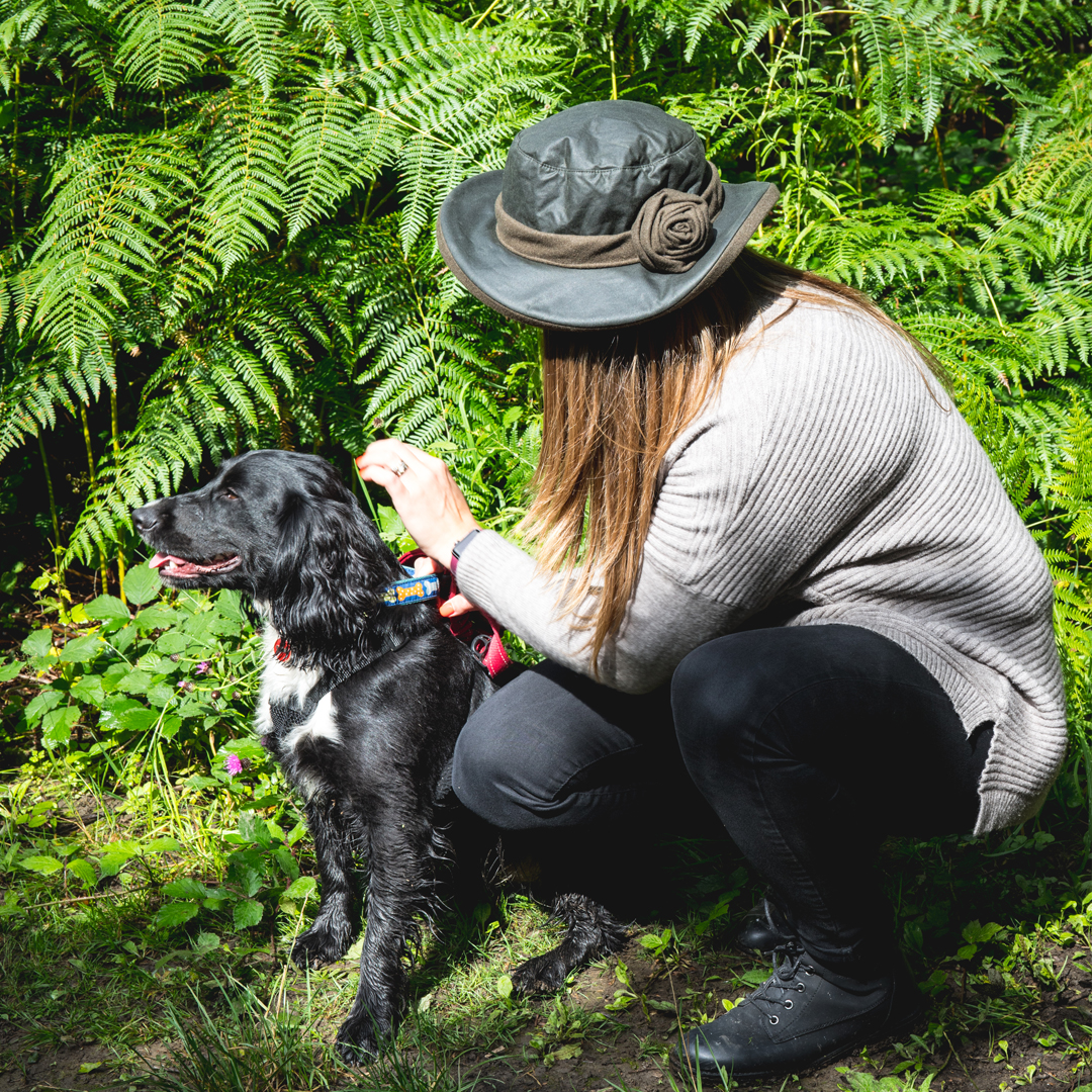 Person wearing a wide-brimmed dark hat with a fabric rose and a light grey ribbed sweater crouches amid ferns, fastening a colourful collar on a wet black-and-white spaniel sitting on the forest floor.