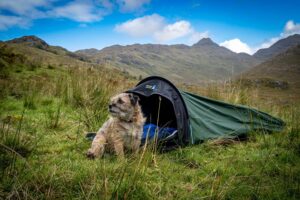A small scruffy tan-and-grey dog with a collar sits outside a green bivvy tent pitched on grassy moorland with rolling hills and a blue sky with scattered clouds.