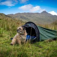 Small scruffy tan-and-brown dog with a red collar sitting in long grass outside a green bivvy tent in a grassy mountain valley under a blue sky with scattered clouds.