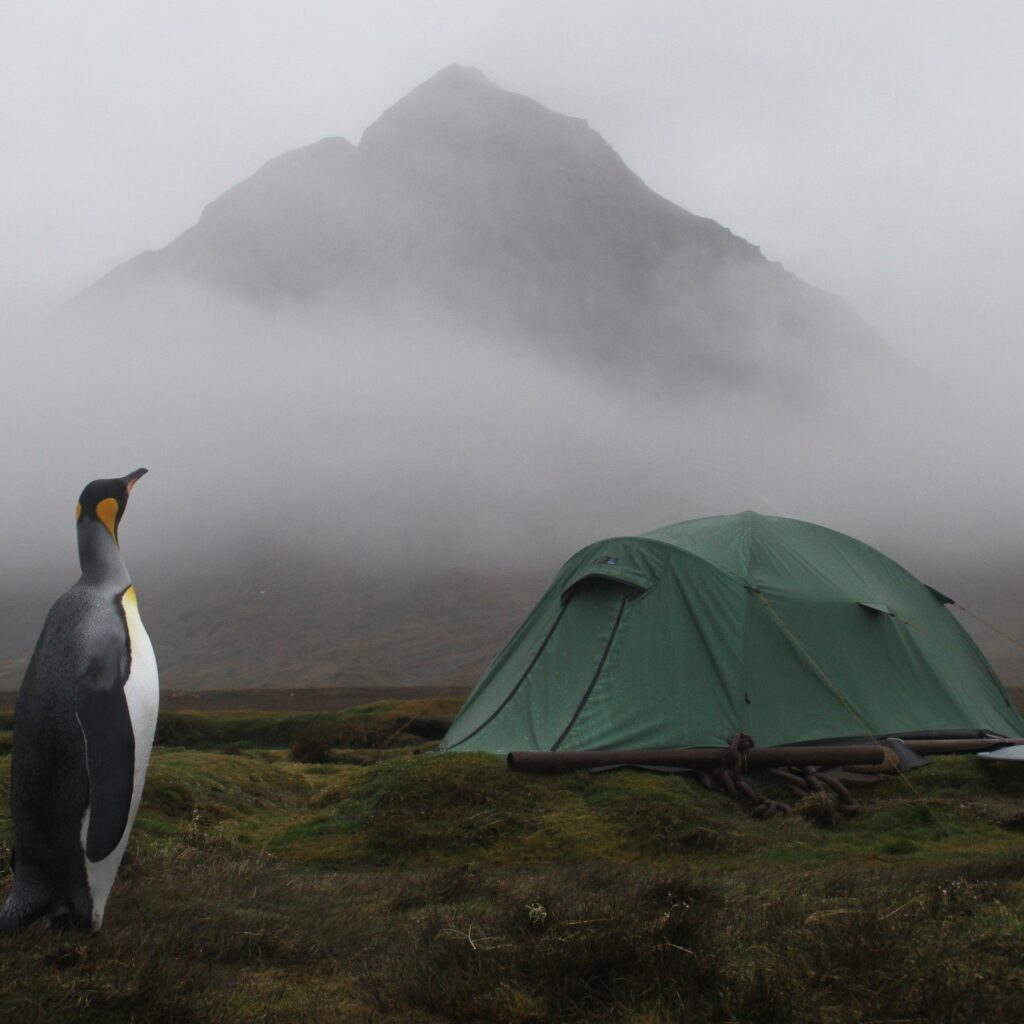 A king penguin stands on damp grassy moorland at left, facing a green dome tent pitched on the right with a mist‑shrouded mountain looming in the background.