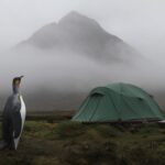 A king penguin stands on damp grassy moorland at left, facing a green dome tent pitched on the right with a mist‑shrouded mountain looming in the background.