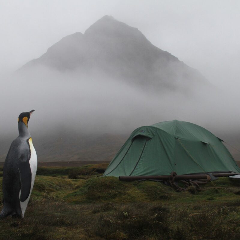 zoom_Quasar_Tent_4-1.jpg A king penguin stands on damp grassy moorland at left, facing a green dome tent pitched on the right with a mist‑shrouded mountain looming in the background.